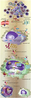 Significance of extracellular vesicles in orchestration of immune responses in Mycobacterium tuberculosis infection